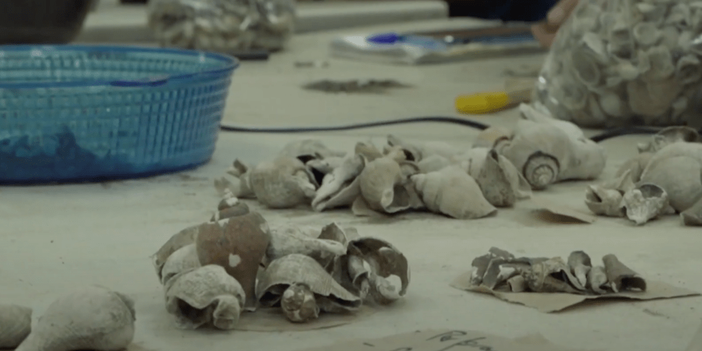 Investigadores de la Unimagdalena ‘desentierran’ datos ocultos de los concheros prehispánicos de la Ciénaga Grande de Santa&nbsp;Marta