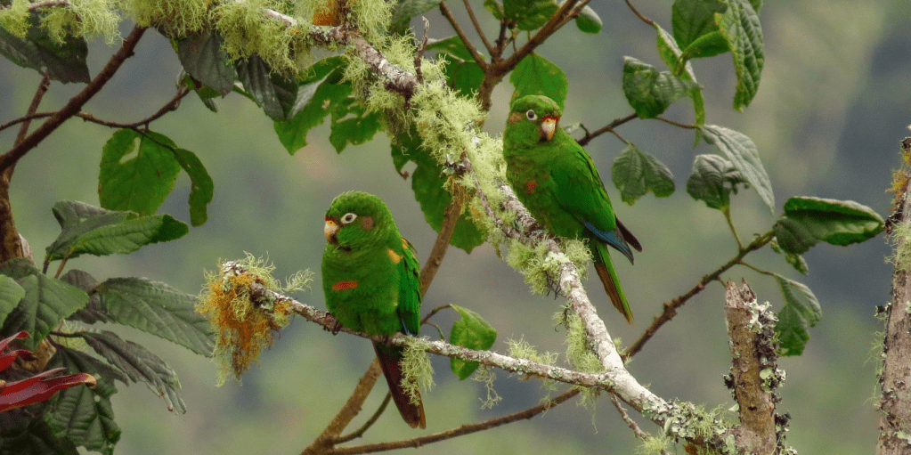 Instalan 80 nidos artificiales para proteger a la Cotorra de Santa Marta, endémica de la Sierra&nbsp;Nevada