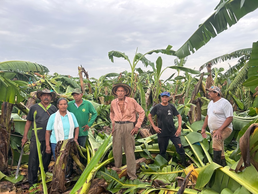 Vendavales golpean la Zona Bananera y afectan más de 1.500 hectáreas  y 250 productores de&nbsp;banano