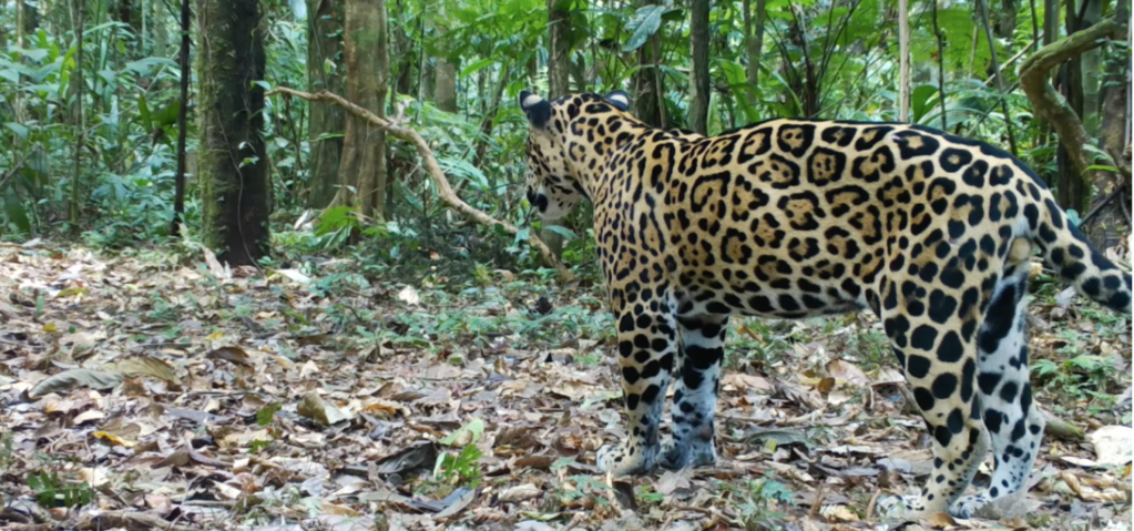 “El Jaguar pasa a 300 metros de Santa Marta y eso es una gran noticia para nuestro ecosistema”: Wallberto Naranjo,&nbsp;veterinario